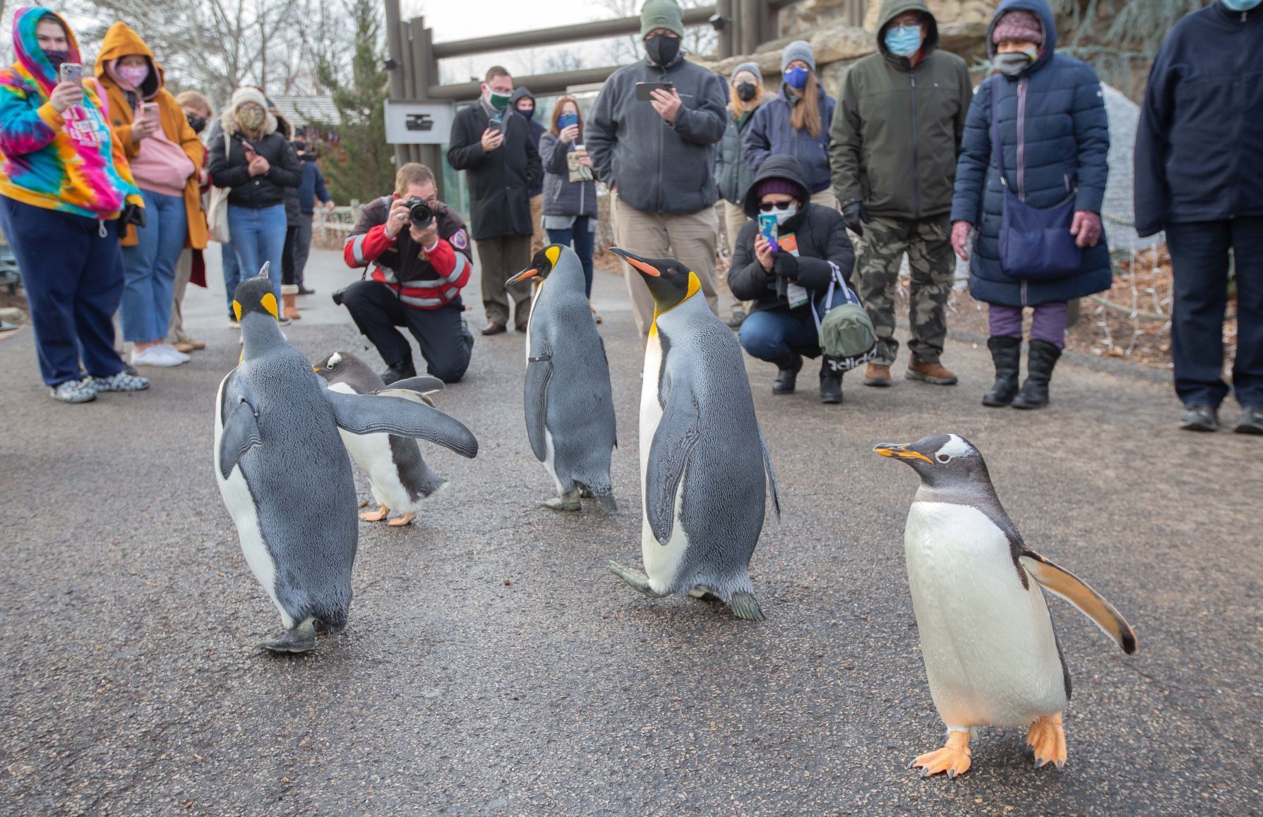 Penguins at St. Louis Zoo